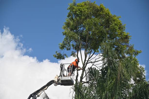 Best Emergency Tree Removal  in Heeia, HI