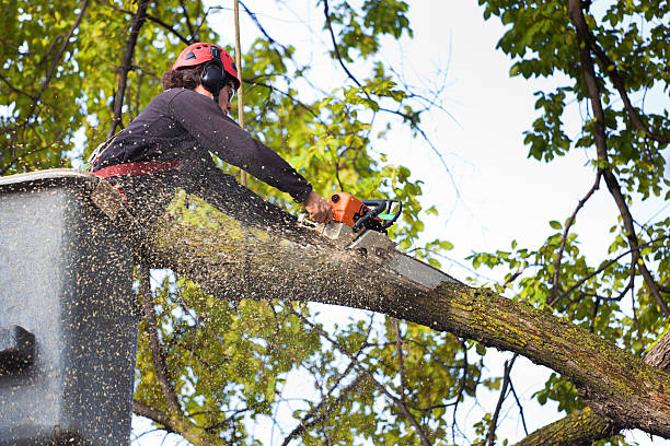 How Our Tree Care Process Works  in  Heeia, HI