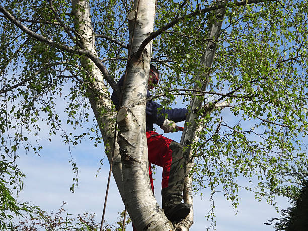 Mulching Services in Heeia, HI