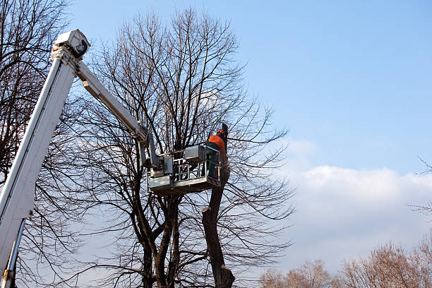 Trusted Heeia, HI Tree Care Experts