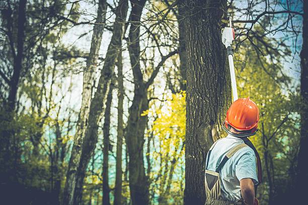 Best Arborist Consultation Services  in Heeia, HI