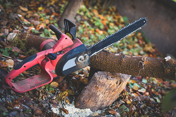 Best Fruit Tree Pruning  in Heeia, HI