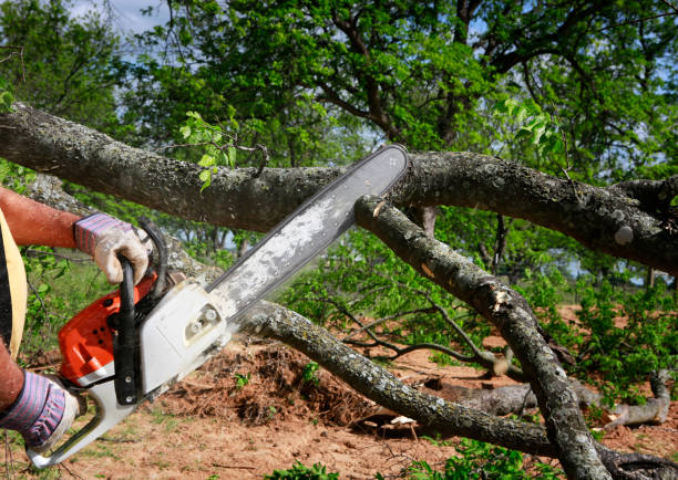 Seasonal Cleanup (Spring/Fall) in Heeia, HI